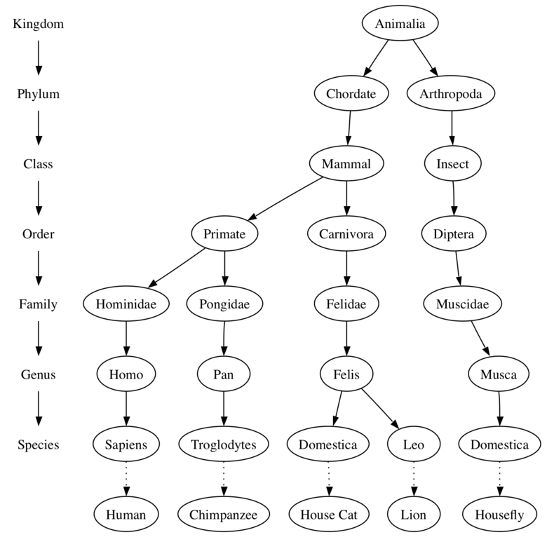 The image displays a taxonomy tree diagram of some common animals, illustrating their scientific classification from kingdom to species. At the top, ’Animalia’ branches into ’Chordate’ and ’Arthropoda’, leading down to classifications such as ’Mammal’ and ’Insect’. Specific branches detail the classification of humans, chimpanzees, house cats, lions, and houseflies, listing their respective taxonomic ranks from ’Kingdom’ down to ’Species’. Each species is paired with its common name, like ’Homo sapiens’ for human, ’Pan troglodytes’ for chimpanzee, ’Felis domestica’ for house cat, ’Panthera leo’ for lion, and ’Musca domestica’ for housefly.